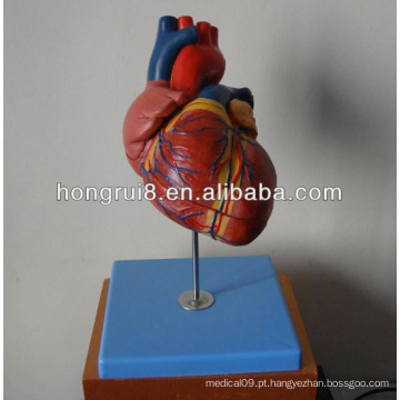 Modelo de coração adulto novo estilo ISO, modelo de anatomia cardíaca